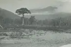 Fotografi från expedition till Peru 1920. Vy över delvis skövlat djungellandskap.