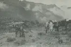 Fotografi från expedition till Peru 1920. Motiv av tre hästar i bergslandskap.