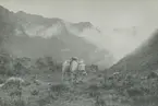 Fotografi från expedition till Peru 1920. Motiv av häst som står i ett dimmigt bergslandskap.