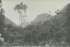 Fotografi från expedition till Peru 1920. Vy över djungel och berg.