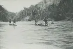 Fotografi från expedition till Peru 1920. Motiv av flera personer på flottar ute på en flod.