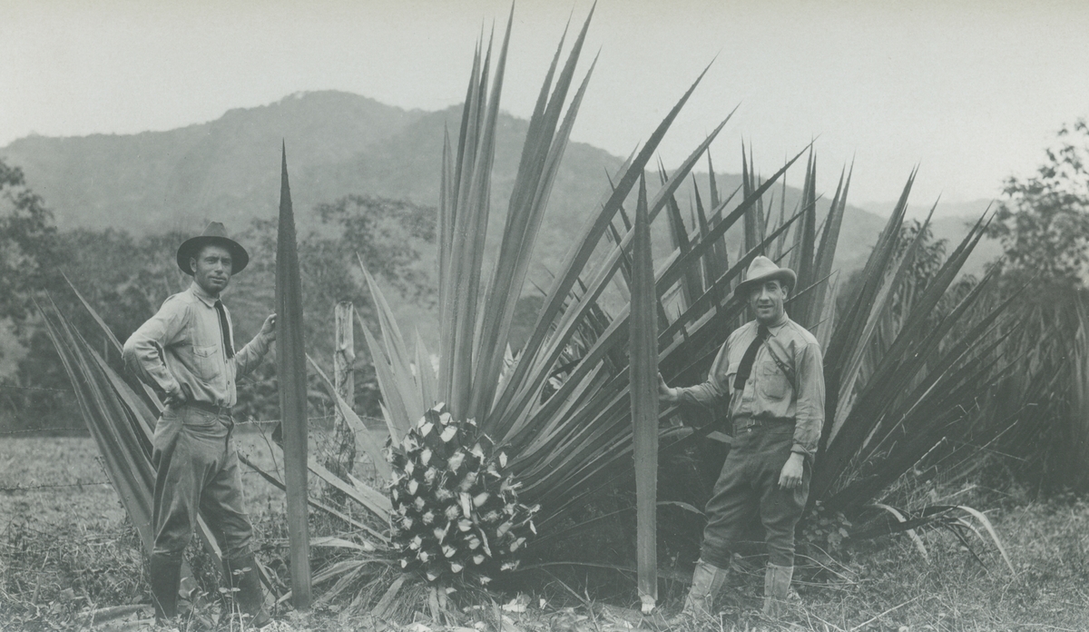 Fotografi från expedition till Peru 1920. Motiv av två expeditionsdeltagare som poserar vid en gigantisk kaktus.