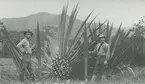 Fotografi från expedition till Peru 1920. Motiv av två expeditionsdeltagare som poserar vid en gigantisk kaktus.