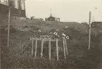 Fotografi från expedition till Spetsbergen. Motiv av staket och blommor vid Sveagruvan.