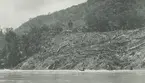 Fotografi från expedition till Peru 1920. Motiv av skövlad skog vid flod i djungeln.