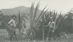 Fotografi från expedition till Peru 1920. Motiv av två expeditionsdeltagare som poserar vid stor suckulent.