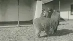 Fotografi från expedition till Peru 1920. Motiv av alpackor på gata framför hus.