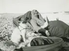 Fotografi från svenska undsättningsexpeditionen 1928. Motiv av Umberto Nobile som vilar på strand. Bredvid honom sitter en hund.