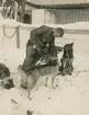 Fotografi från Maudexpeditionen. Motiv av Finn Malmgren och hundspann år 1925.