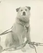 Fotografi från låda märkt Bernt Balchen. Balchen var norsk-amerikansk flygare, polarforskare och militär. Porträtt av en polarhund i snön.