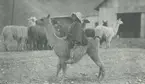 Fotografi från Peruexpedition 1920. Motiv av pojke som rider på en lama.