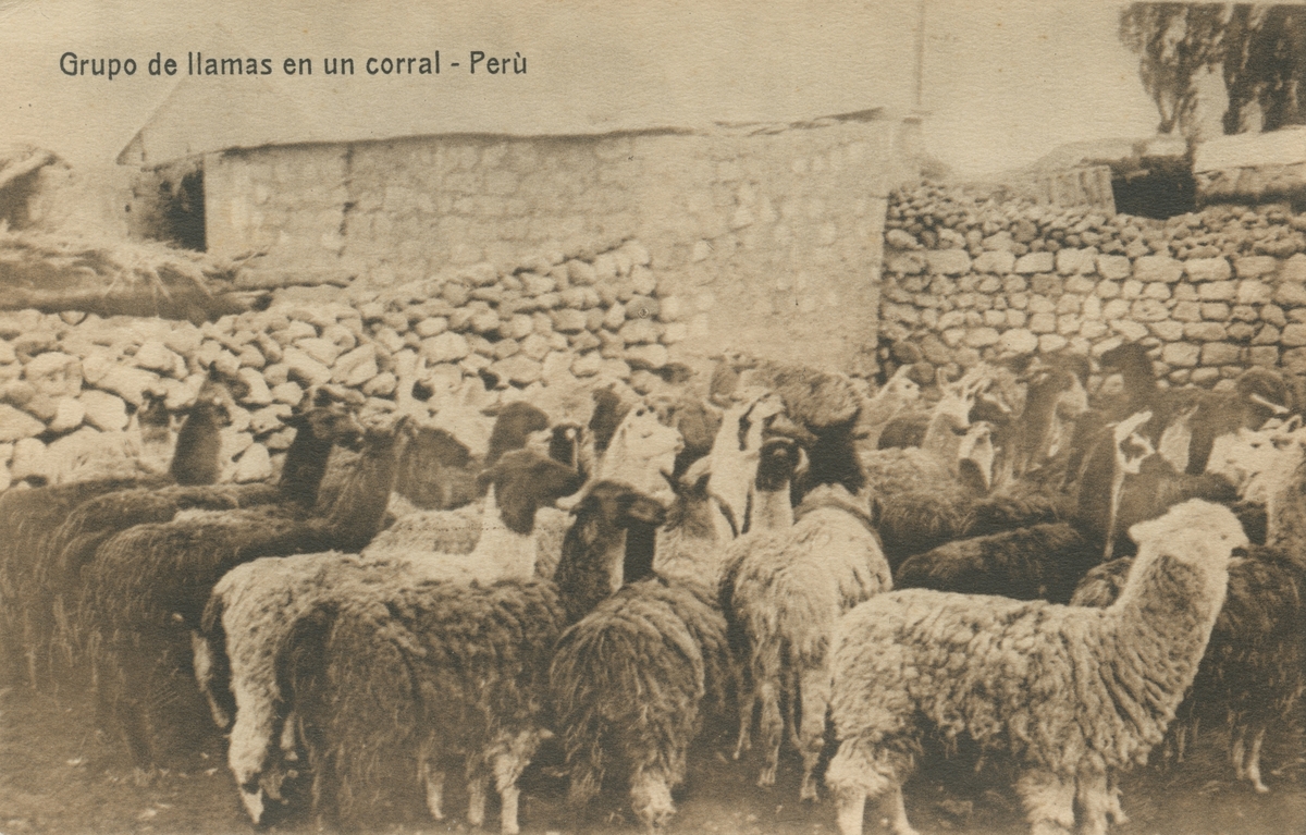 Vykort från Peruexpedition 1920. Motiv av en flock med lamadjur.