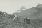 Fotografi från Peruexpedition 1920. Motiv av expeditionsdeltagare och hästar nedanför ett snötäckt berg.