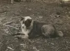 Fotografi från expedition till Sveagruvan. Motiv av hund som ligger och vilar på marken.