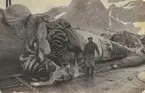 Bild från expedition i Antarktisområdet. Motiv av man vid slaktad val, 1930.