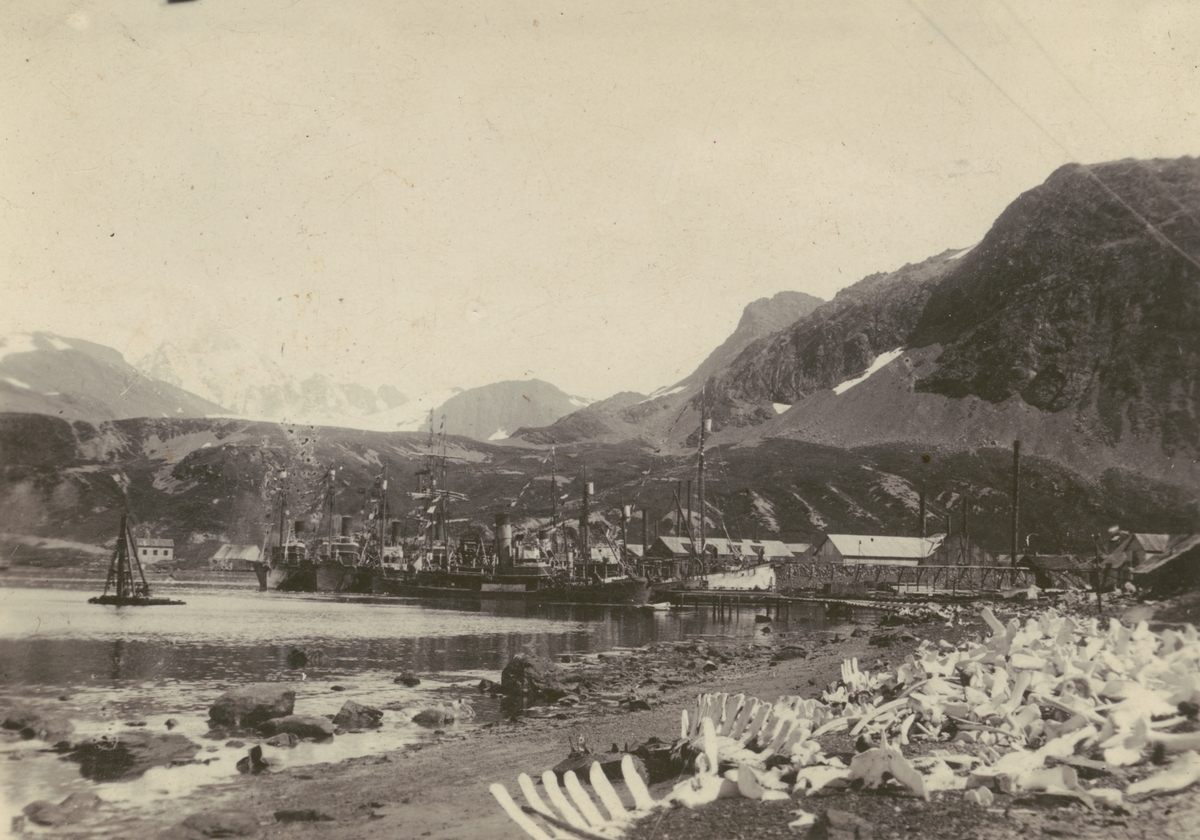 Bild från expedition i Antarktisområdet. Motiv av hamn, fartyg, berg och valskelett.