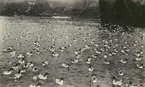 Bild från expedition i Antarktisområdet. Motiv av ett stort antal Kapduvor i vatten, 1930.