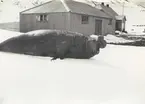 Bild från expedition i Antarktisområdet. Motiv av sjöelefant i snön framför hus.
