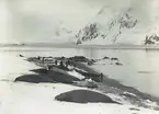 Bild från expedition i Antarktisområdet. Motiv av sjöelefanter och människor på strand.