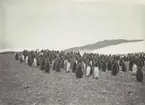 Bild från expedition i Antarktisområdet. Motiv av en stor grupp pingviner, 1912.