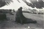 Bild från expedition i Antarktisområdet. Motiv av sjöelefant på strand i Sydgeorgien, 1912.