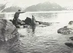 Bild från expedition i Antarktisområdet. Motiv av man och sjöelefant, Sydgeorgien 1912.