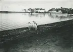 Bild från expedition i Antarktisområdet. Motiv av tre pingviner på strand.