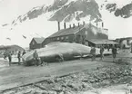 Bild från expedition i Antarktisområdet. Motiv av ett antal män vid fångad val, troligtvis en kaskelot. Grytviken.