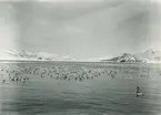 Bild från expedition i Antarktisområdet. Motiv av stor fågelflock i vatten nära snötäckta berg.