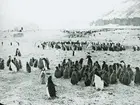 Fotografi från Grönland. Motiv av pingvinkoloni.