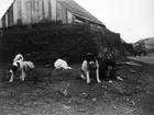 Fotografi från Grönland. Motiv av hundar framför hus.