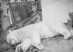 Fotografi från undsättningsexpeditionen med fartyget Uruguay 1903. Motiv av död isbjörn ombord på båt.
