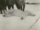 Fotografi från Ahlmannexpeditionen 1931. Motiv av ett antal män som poserar vid skjuten isbjörn.