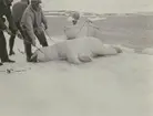 Fotografi från Ahlmannexpeditionen 1931. Motiv av män som dödat isbjörn.