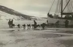 Fotografi från Ahlmannexpeditionen 1931. Motiv av män och hundspann vid fartyg redo att bege sig ut på expedition över inlandsisen.