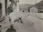 Fotografi från Ahlmannexpeditionen 1931. Motiv av man och uppstoppad isbjörn på gata.