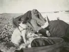 Fotografi från svenska undsättningsexpeditionen 1928. Motiv av Umberto Nobile i Murchison Bay efter räddningen 1928.