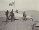 Fotografi från Ahlmannexpeditionen 1931. Motiv av fyra män vid båt på strand.