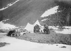 Fotografi från undsättningsexpeditionen med fartyget Uruguay 1903.  Motiv av två män och några hundar vid tält.