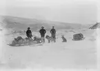 Fotografi från undsättningsexpeditionen med fartyget Uruguay 1903.  Motiv av tre män och hundspann i snölandskap.