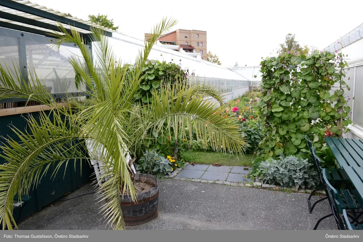 Palm och växthus