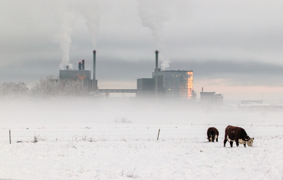 Gärstadverken, Tekniska verken i Linköping en kall vinterdag i december 2022.Tekniska verken i Linköping en kall vinterdag i december 2022. Man ser en hage tjurar i förgrunden. Tekniska verken ligger utmed E4 :an i Gärstad. Skorstenar med rök. Bilden är fotograferad från Kallerstadområdet. Ko. Tjur. Hage. 