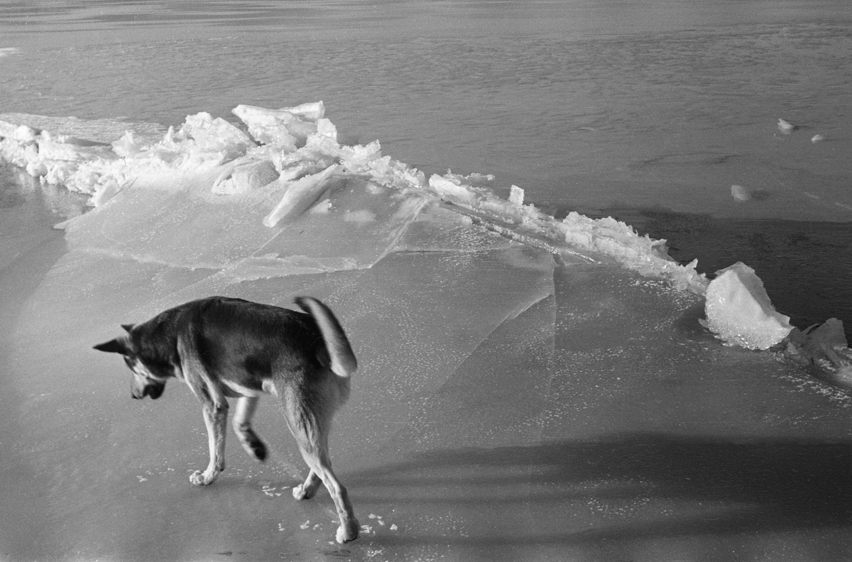 Her har fotografien forsøkt å dokumentere issprekker på innsjøen Øyeren på Nedre Romerike vinteren 1938. Her ser vi antydning til såkalt skruis, der flakene tvinges opp og etter hvert kanskje også over hverandre, slik at det dannes lange rygger. Her skjer det i lite format. Den schäfer-liknende hunden til venstre i forgrunnen gir skruisen på Øyeren en målestokk.