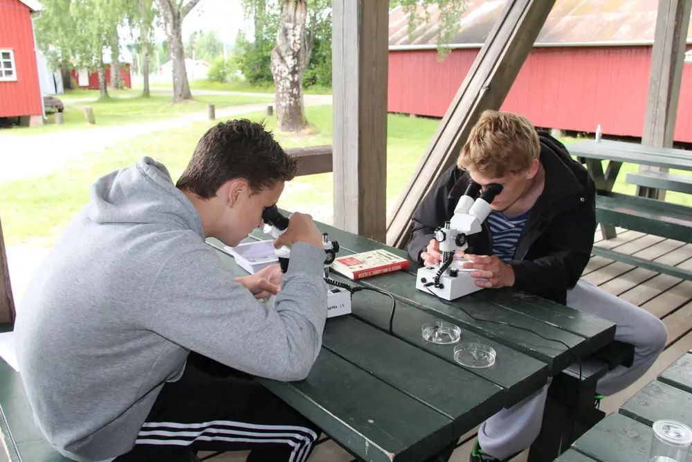 Foto av to ungdommer som kikker på insekter igjennom luper