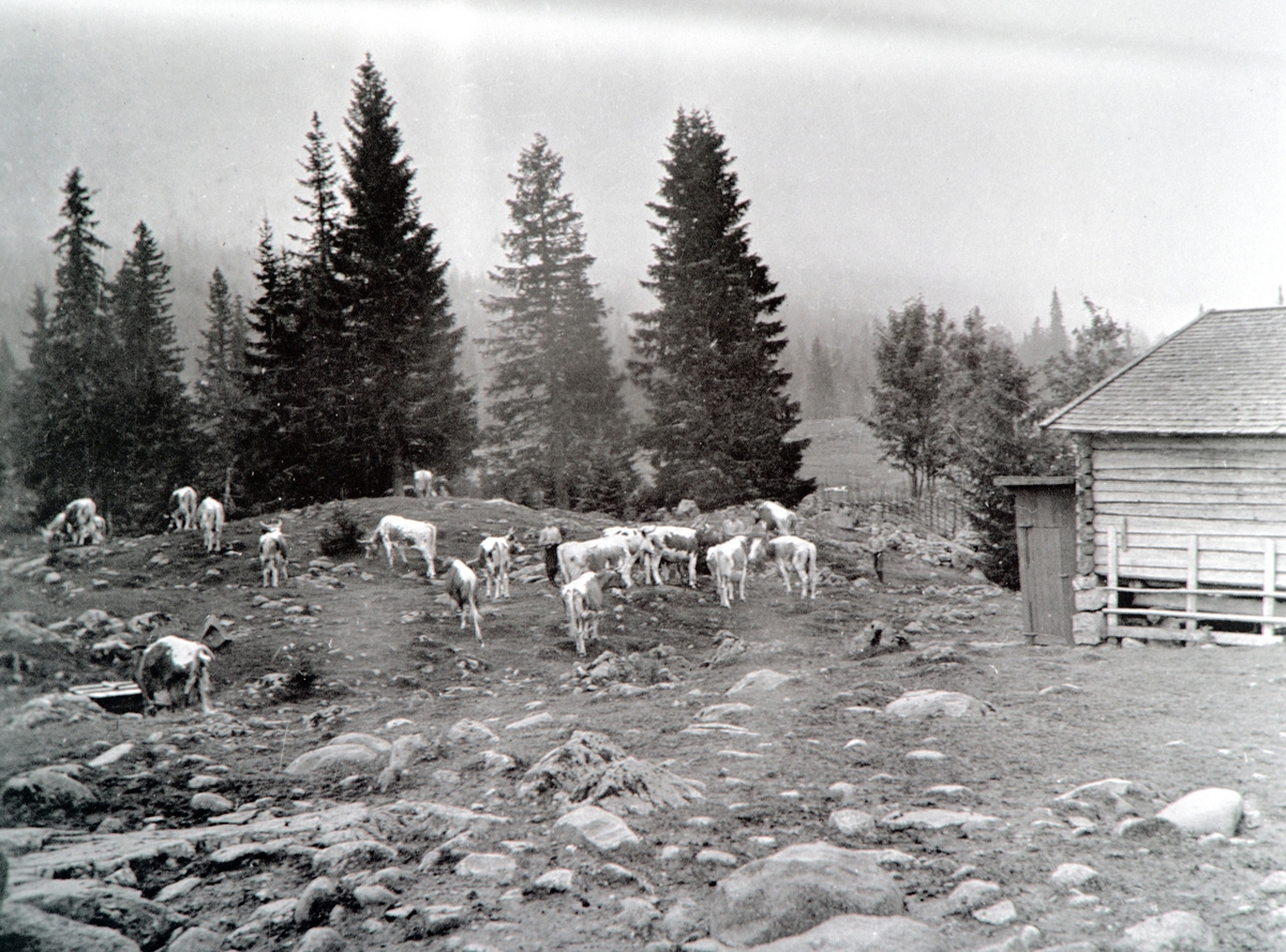 Busvoldsætra i Romedal Almenning. Setervang med en kuflokk og noen gjetergutter.