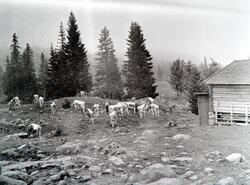 Busvoldsætra i Romedal Almenning. Setervang med en kuflokk o