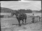 En man plöjer med årder bakom en häst. En kvinna med huckel och förkläde går bakom men en hink - sätter potatis?