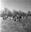 Skogsplantering på Röttles raster april 1961.