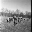 Skogsplantering på Röttles raster april 1961. Flera personer står med hackor och gör hål i marken. Några sitter på huk och planterar träd.