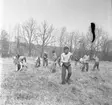 Skogsplantering på Röttles raster april 1961. Flera personer står med hackor och gör hål i marken. Några sitter på huk och planterar träd.